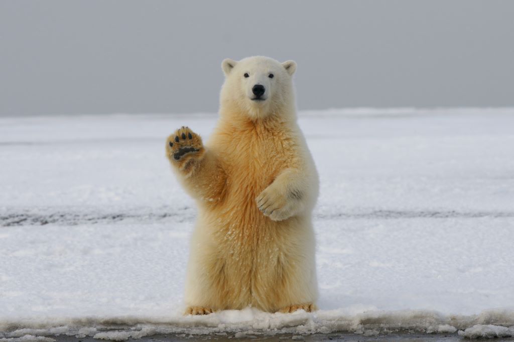 How to react to a bear market